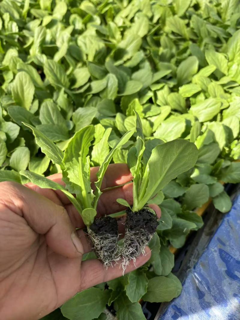 油麦菜苗意大利苗云南基地直发品质保证量大价优全国发货