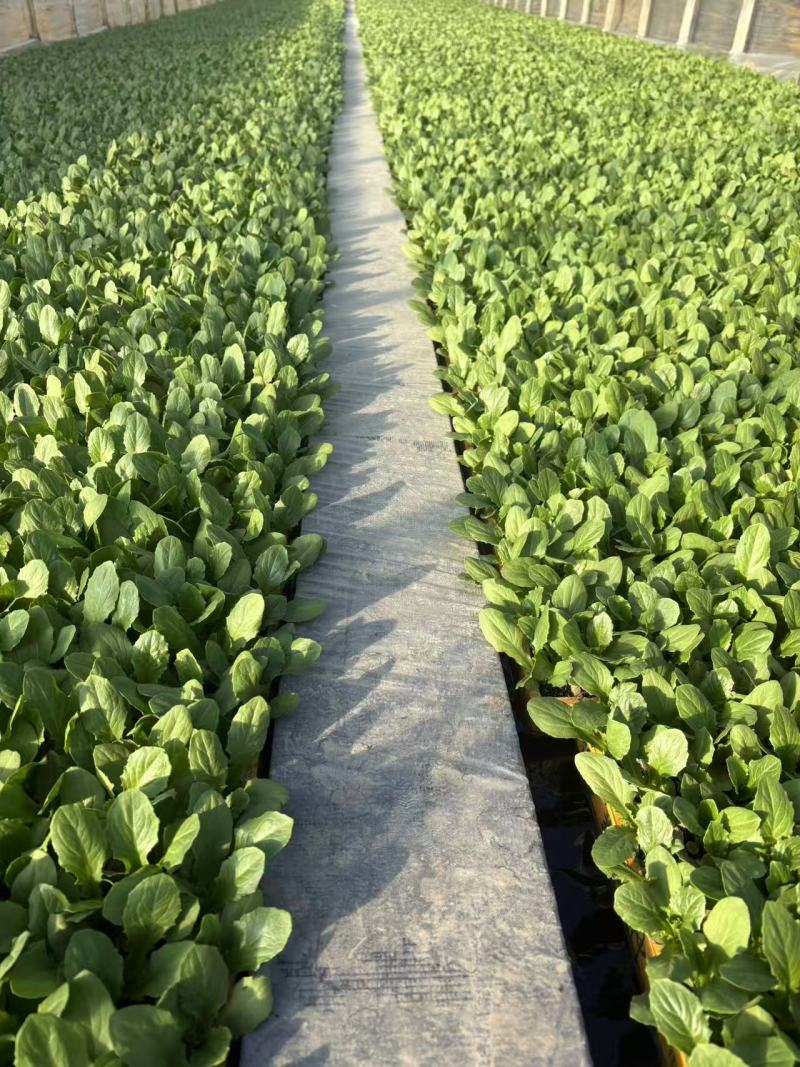 油麦菜苗意大利苗云南基地直发品质保证量大价优全国发货