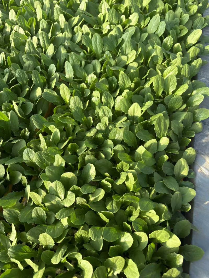 油麦菜苗意大利苗云南基地直发品质保证量大价优全国发货