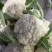 松花菜，散花大量精品上市，量大从优诚信合作欢迎来电