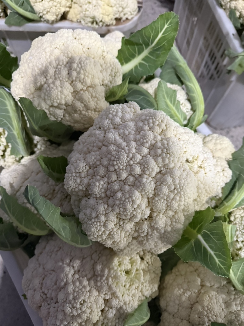 松花菜，散花大量精品上市，量大从优诚信合作欢迎来电