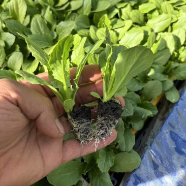 油麦菜苗意大利苗云南基地直发品质保证量大价优全国发货