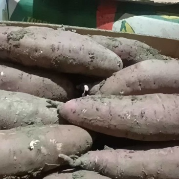 红瑶蜜薯三八两