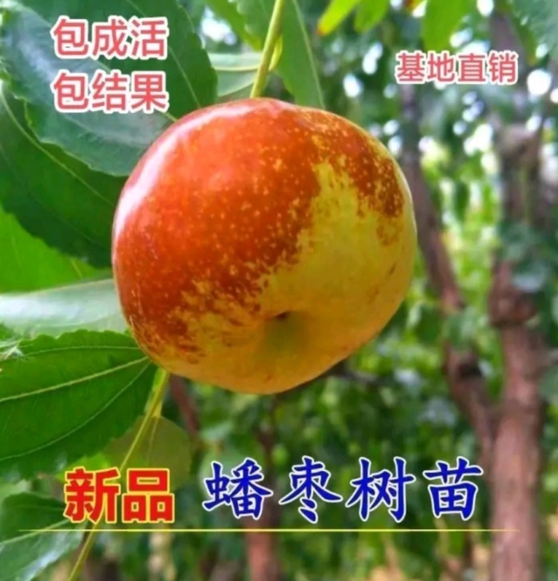 蟠枣苗，山东枣苗基地原产地发苗品种纯正