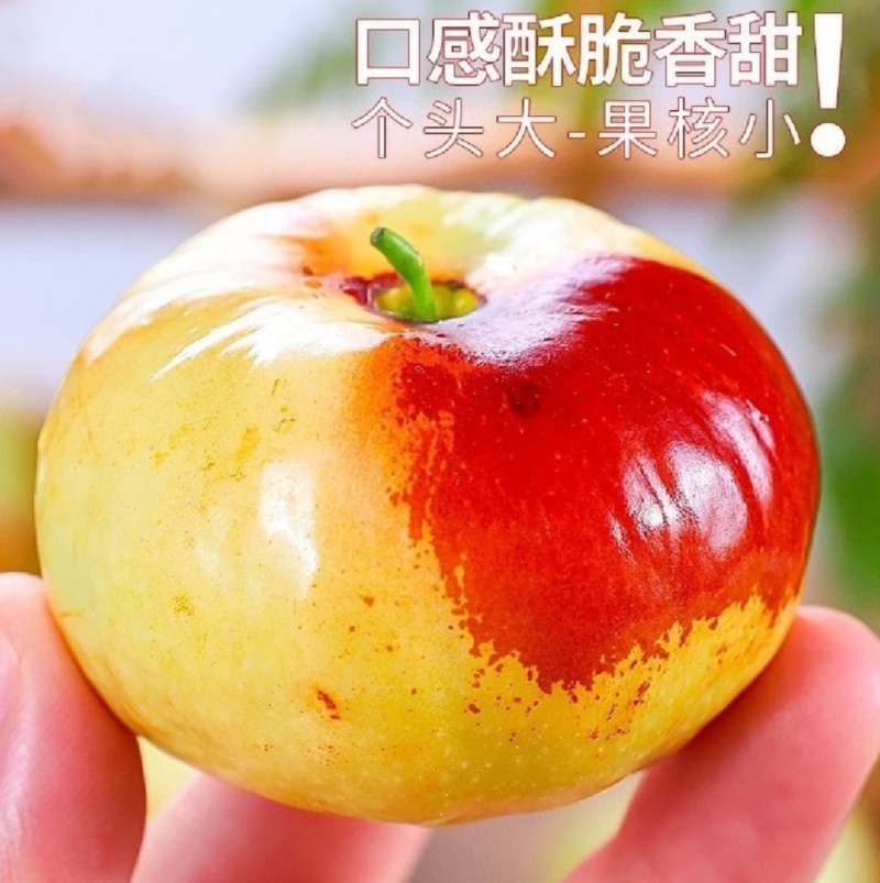 蟠枣苗，山东枣苗基地原产地发苗品种纯正