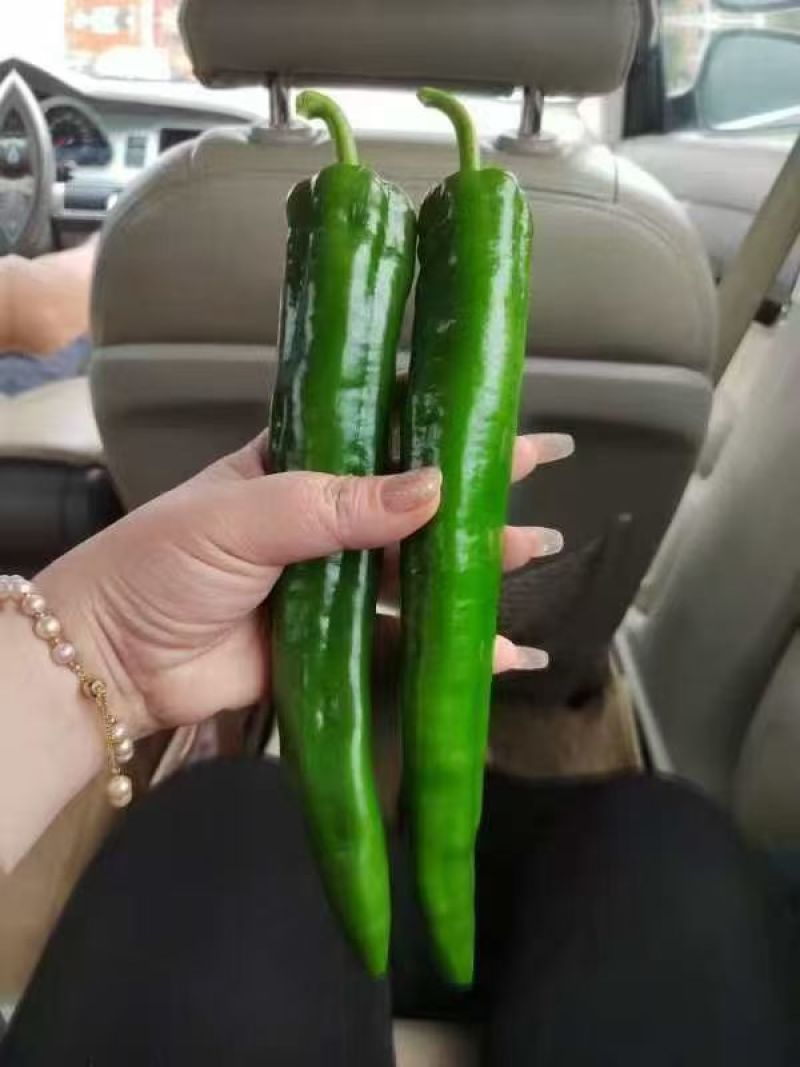 大果牛角椒种子耐热耐湿高产肉厚尖椒大果牛角椒种籽大田种