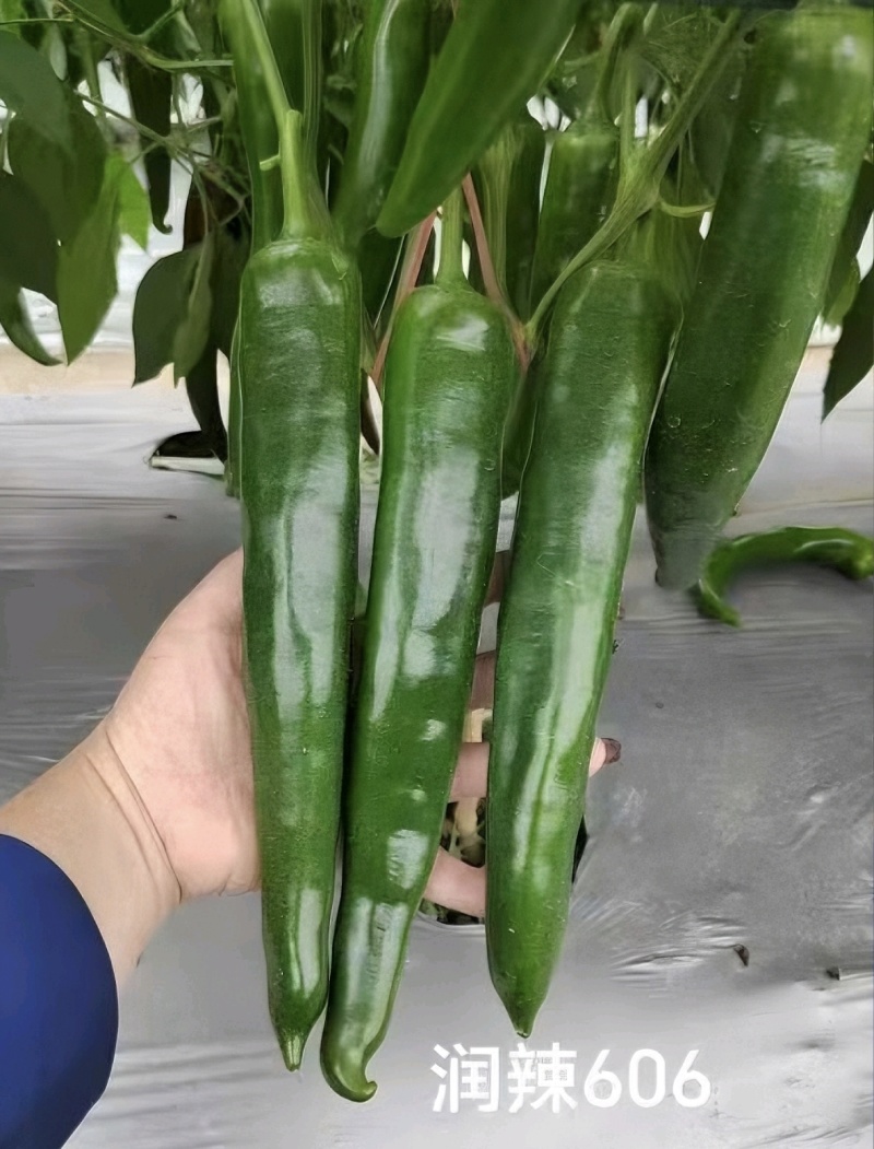 大果牛角椒种子耐热耐湿高产肉厚尖椒大果牛角椒种籽大田种