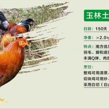 150天玉林土阉鸡