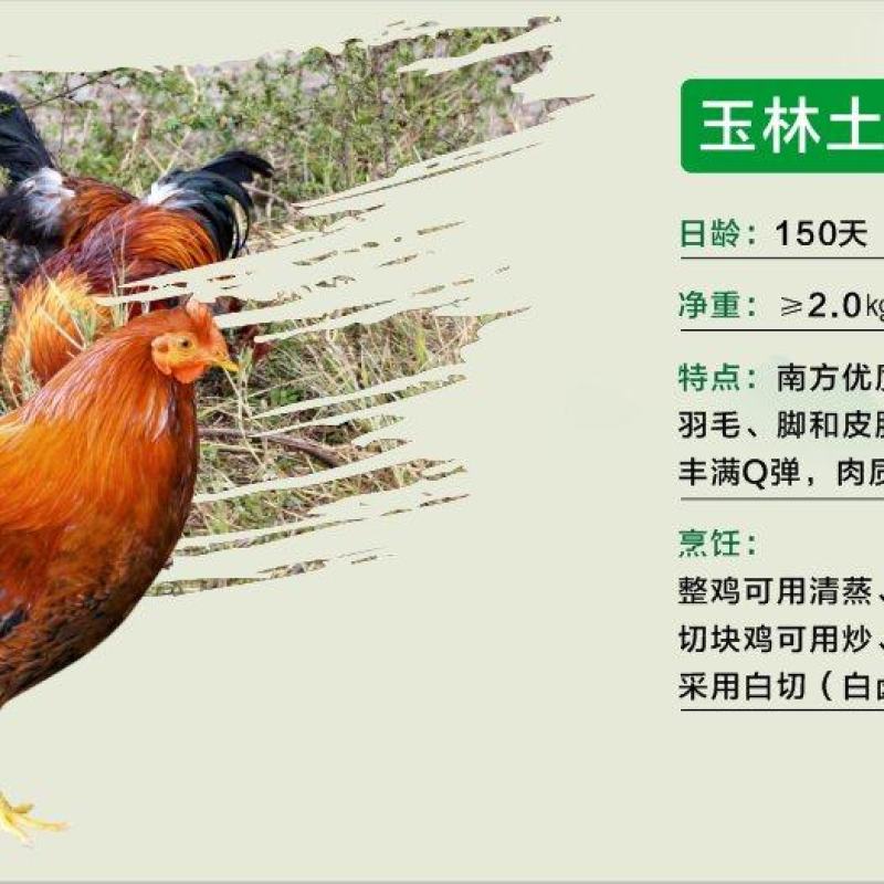 150天玉林土阉鸡