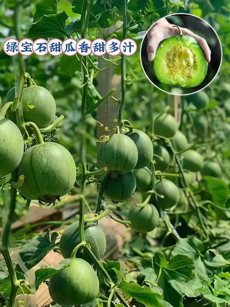 山东聊城产地直发，绿宝石甜瓜，软糯香甜！