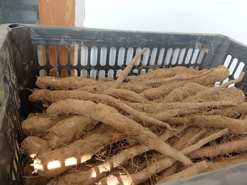 白玉山药苗子
