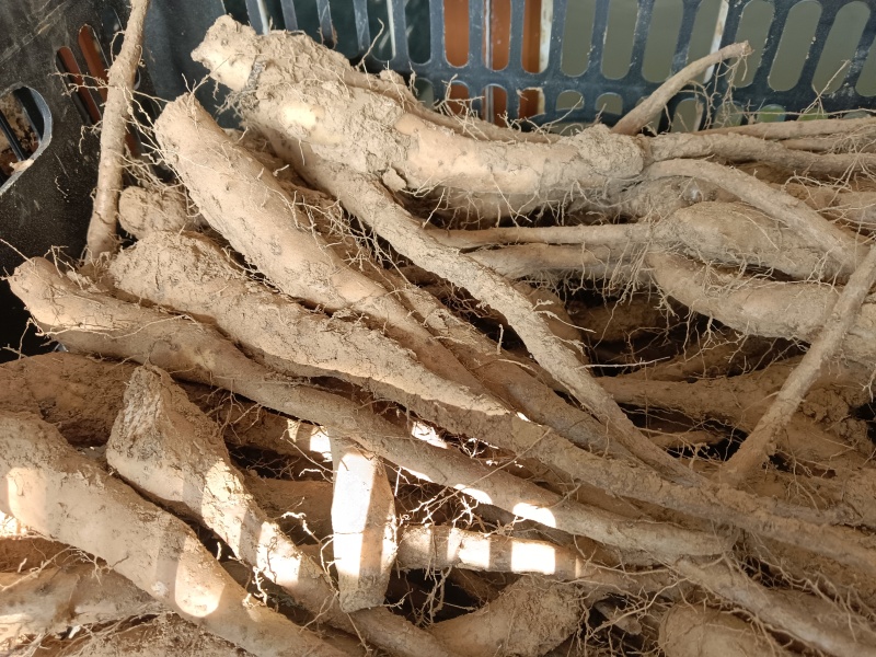 白玉山药苗子