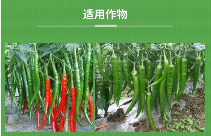 椒多收辣椒丰产素膨果壮果促根壮苗拉长拉直膨大素预防小叶