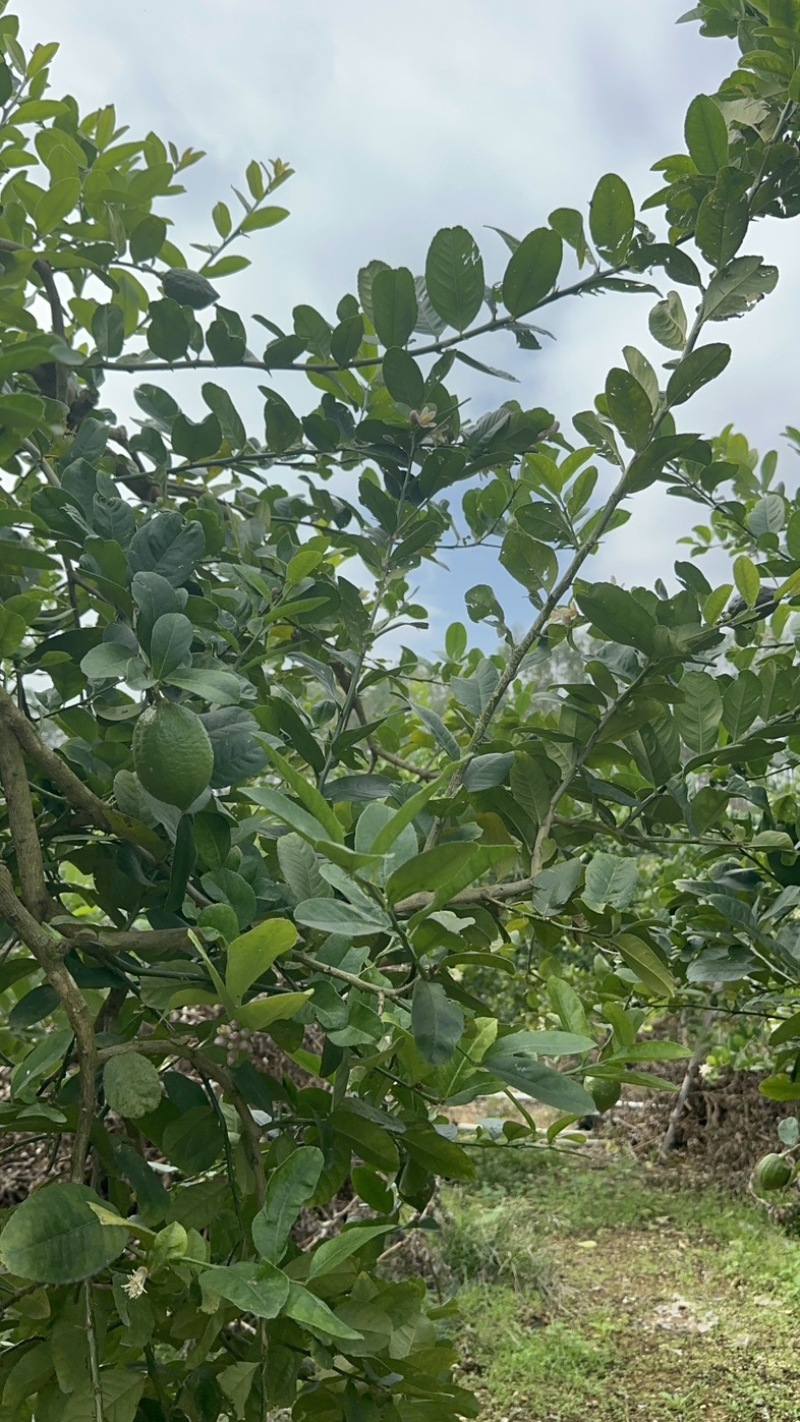 正宗广东香水柠檬奶茶店同款产地直发新鲜采摘