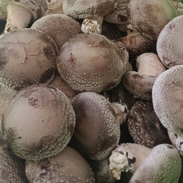 各种规格鲜香菇供应商超！市场，平台电商！食品加工厂等