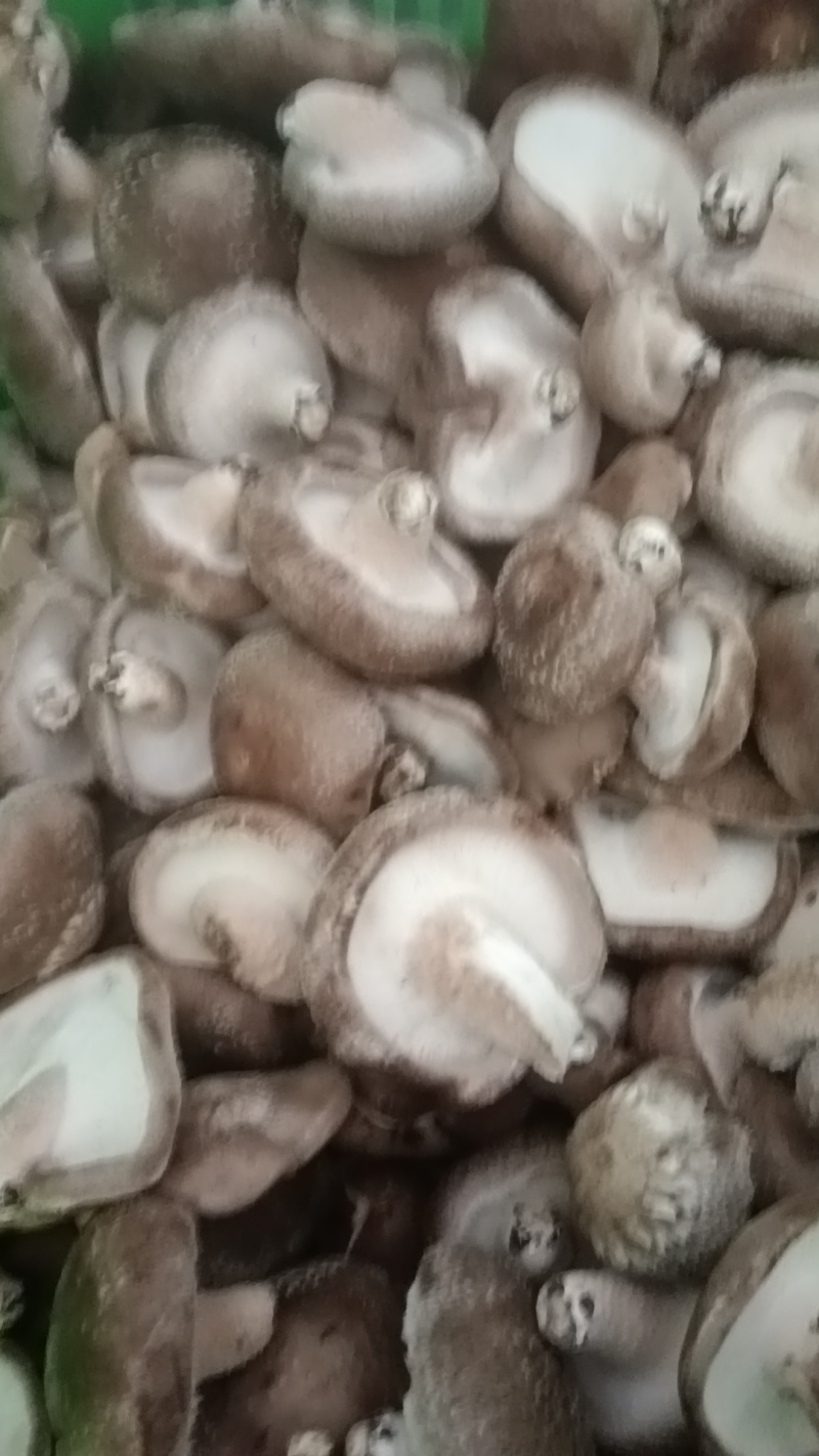 各种规格鲜香菇供应商超！市场，平台电商！食品加工厂等