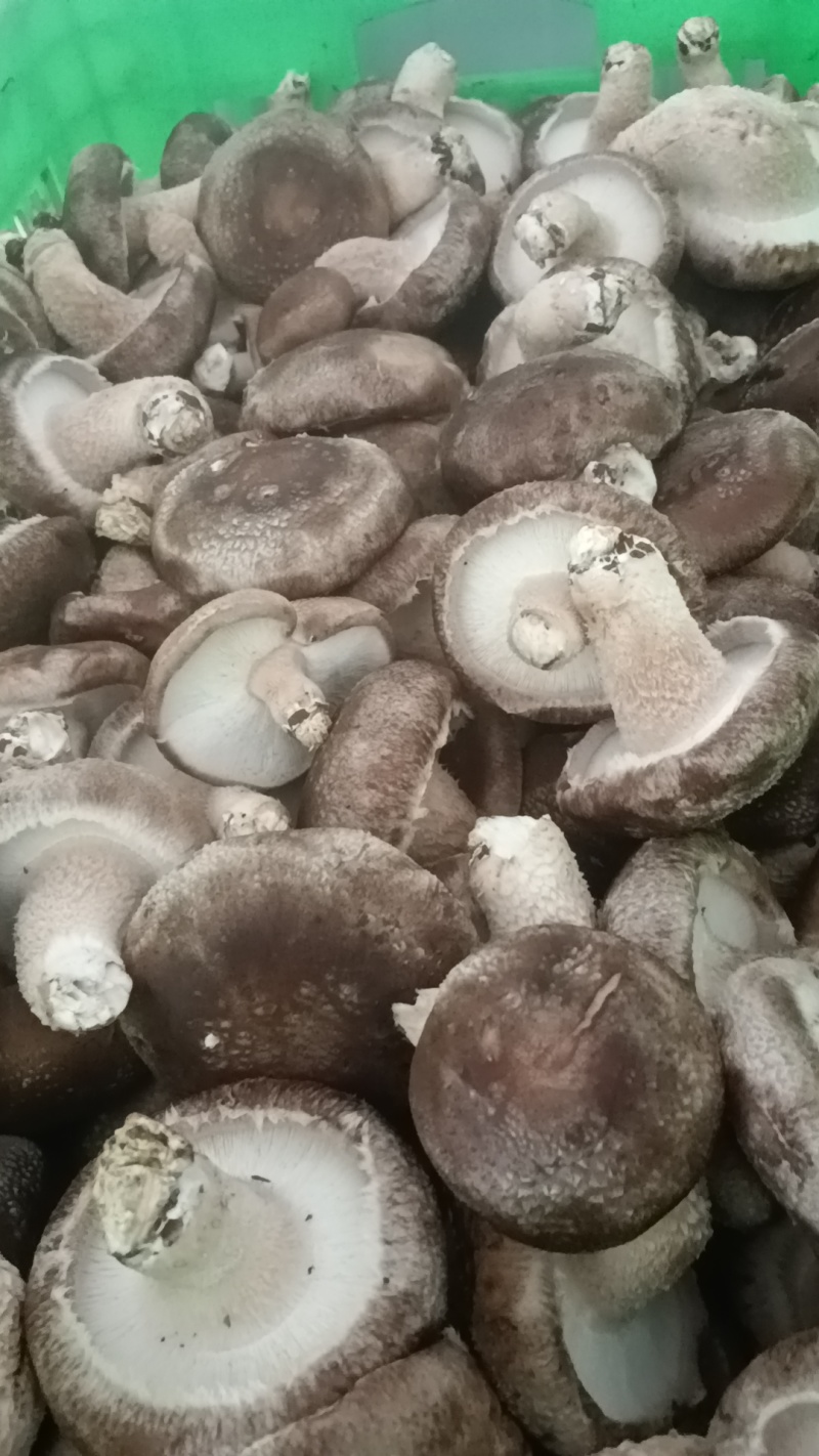 各种规格鲜香菇供应商超！市场，平台电商！食品加工厂等