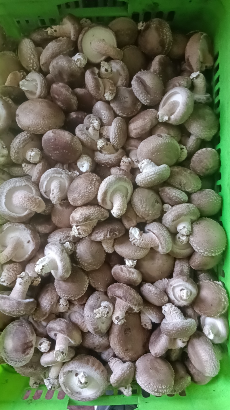 各种规格鲜香菇供应商超！市场，平台电商！食品加工厂等