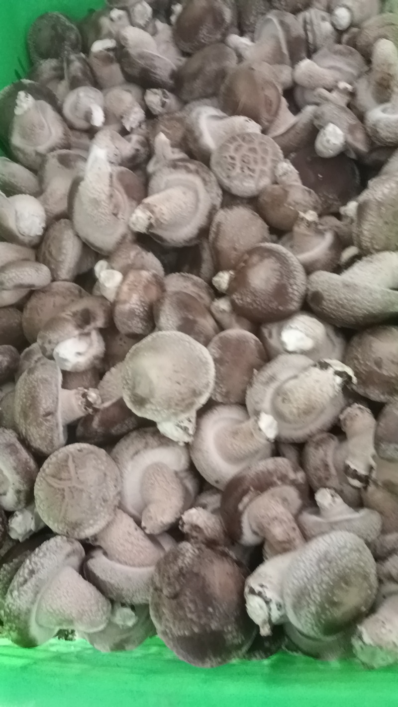各种规格鲜香菇供应商超！市场，平台电商！食品加工厂等
