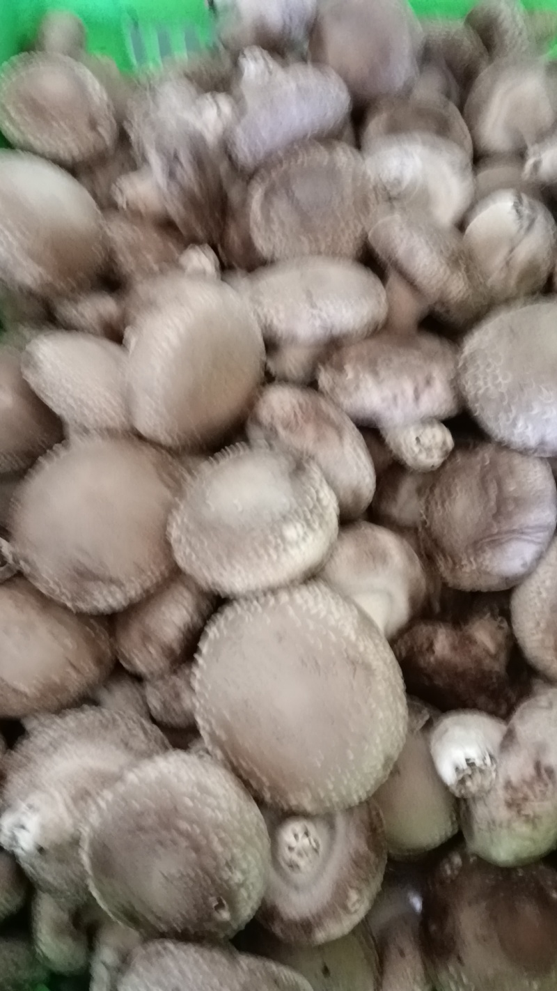 各种规格鲜香菇供应商超！市场，平台电商！食品加工厂等