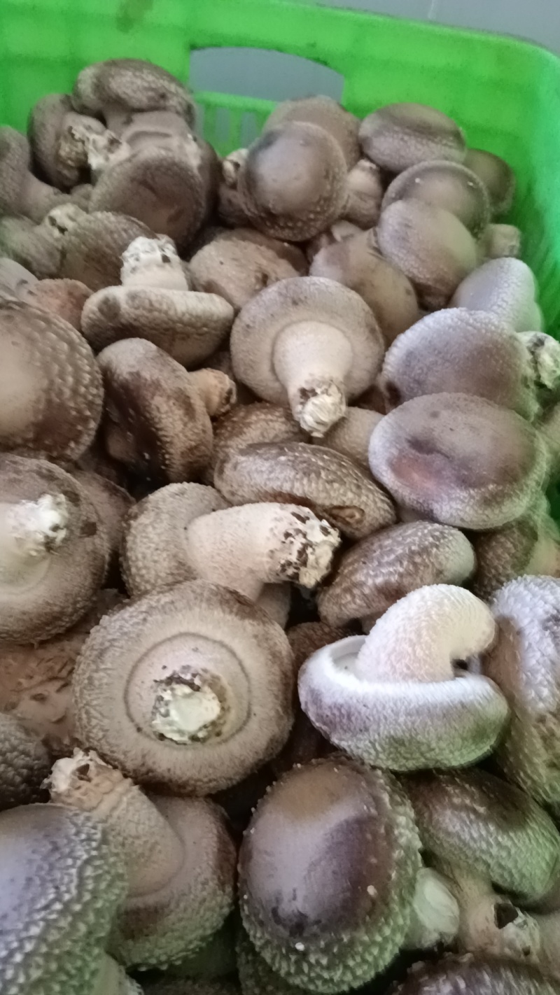 各种规格鲜香菇供应商超！市场，平台电商！食品加工厂等