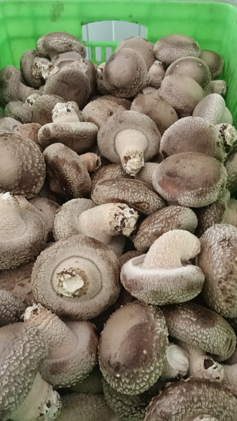 各种规格鲜香菇供应商超！市场，平台电商！食品加工厂等