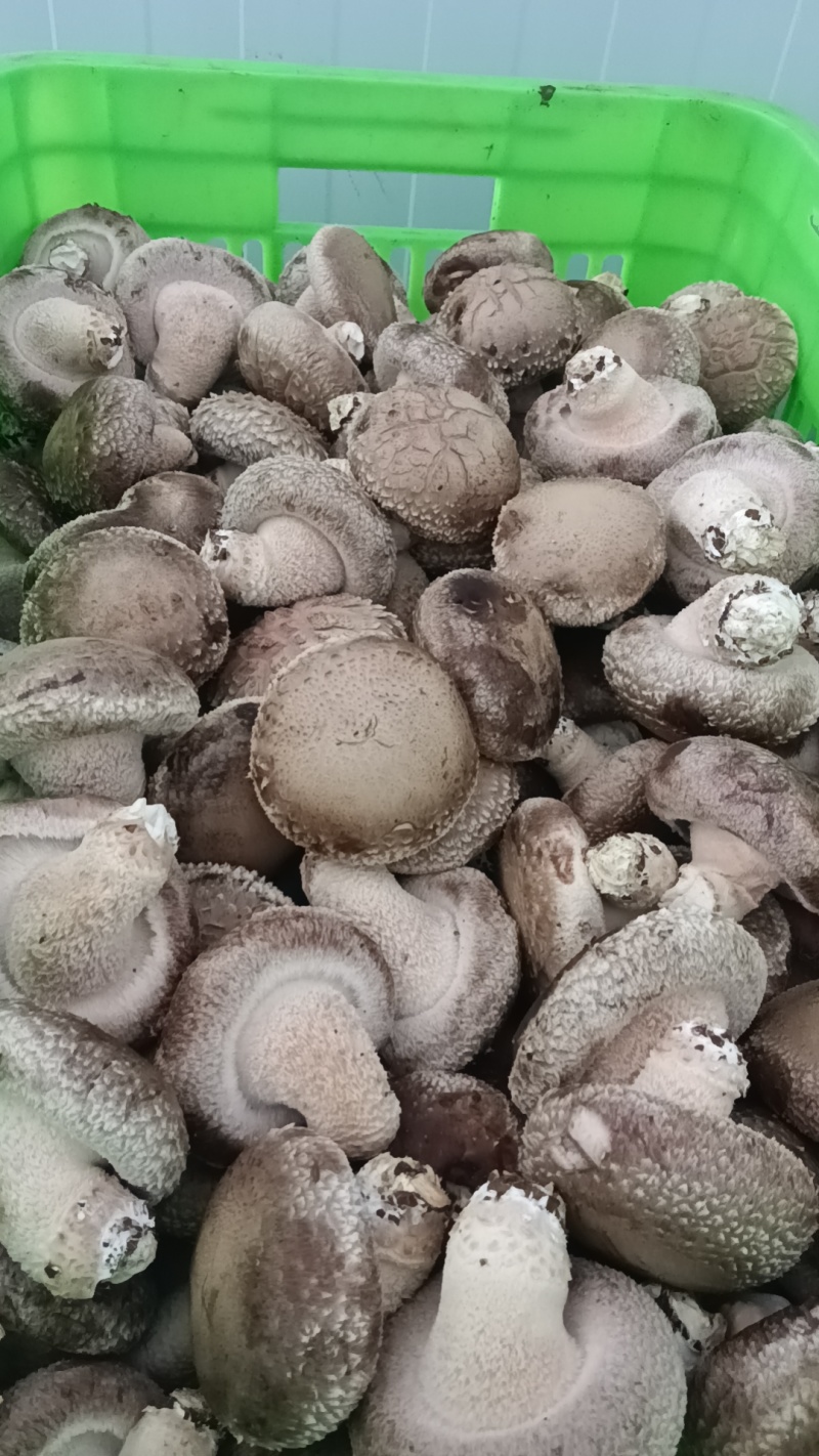 各种规格鲜香菇供应商超！市场，平台电商！食品加工厂等