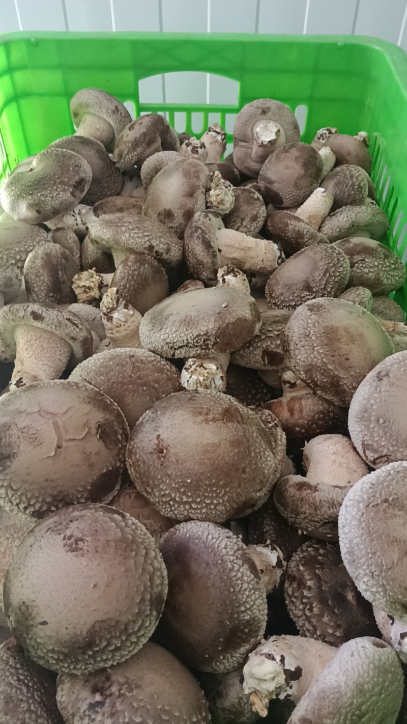 各种规格鲜香菇供应商超！市场，平台电商！食品加工厂等