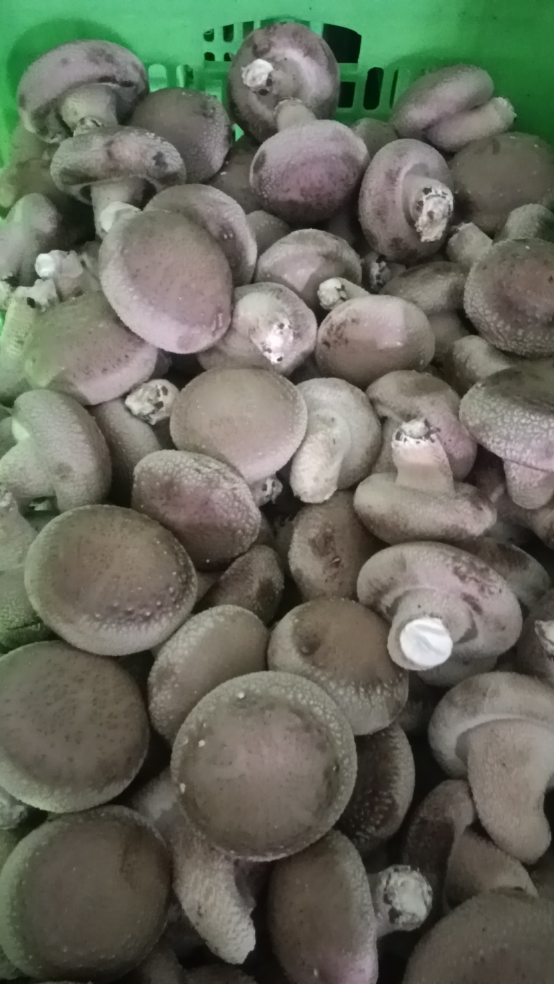 各种规格鲜香菇供应商超！市场，平台电商！食品加工厂等