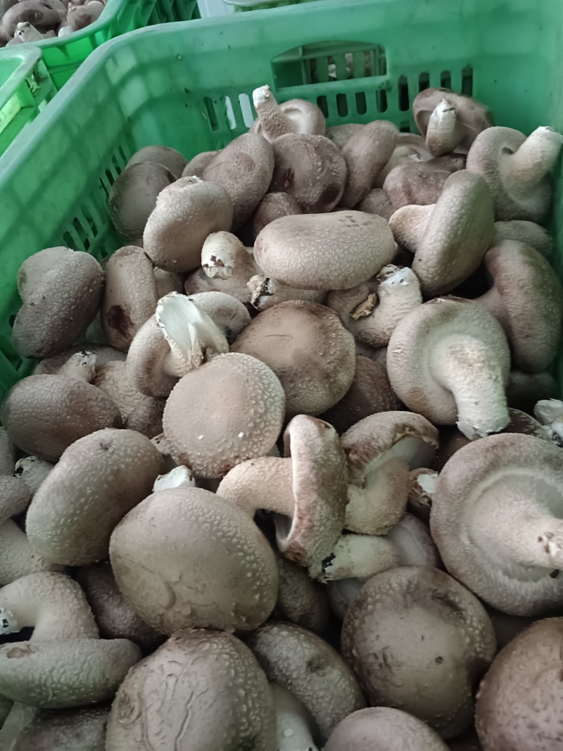 各种规格鲜香菇供应商超！市场，平台电商！食品加工厂等