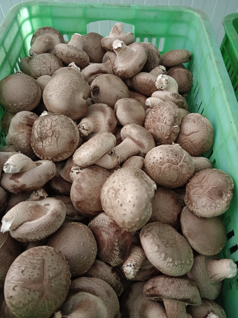 各种规格鲜香菇供应商超！市场，平台电商！食品加工厂等