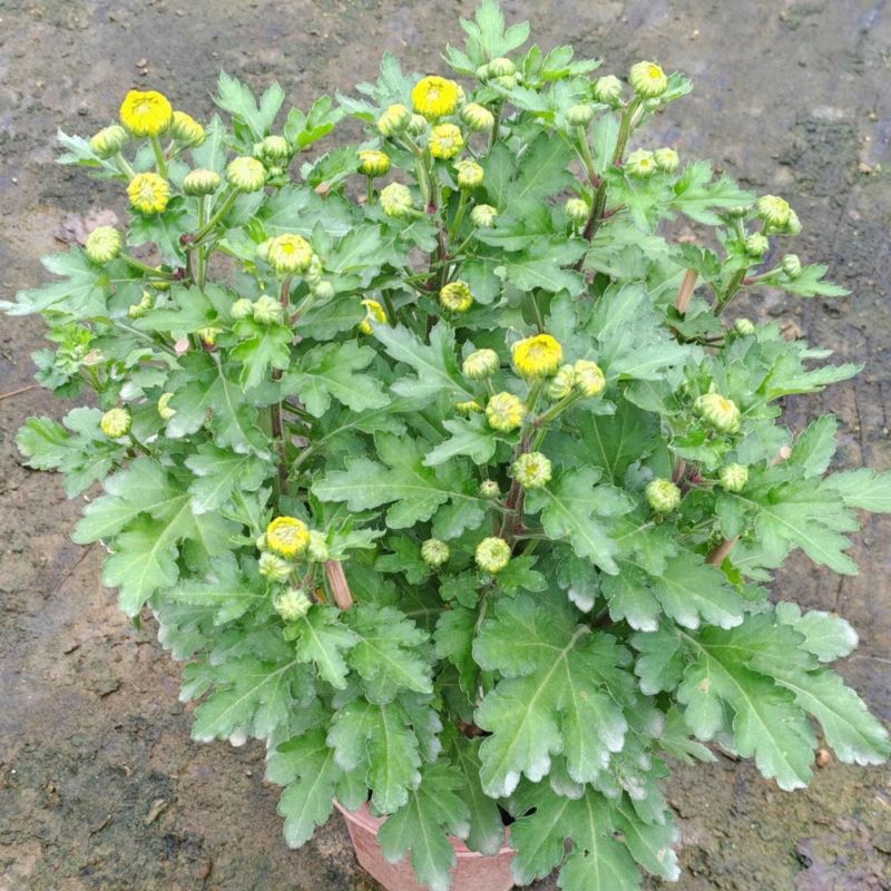 大量春节元宵菊花、盆景菊花、黄菊花、红菊花