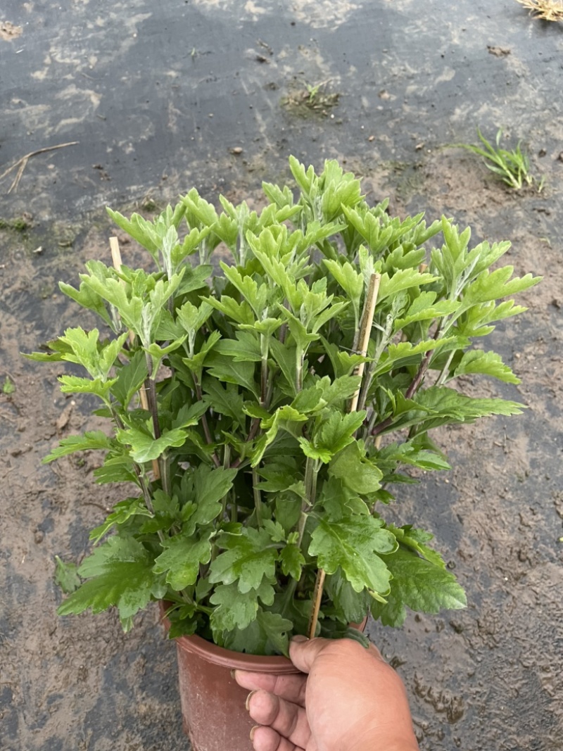 大量春节元宵菊花、盆景菊花、黄菊花、红菊花