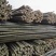 2.2米100根菜架竹山药火龙果专用竹竿