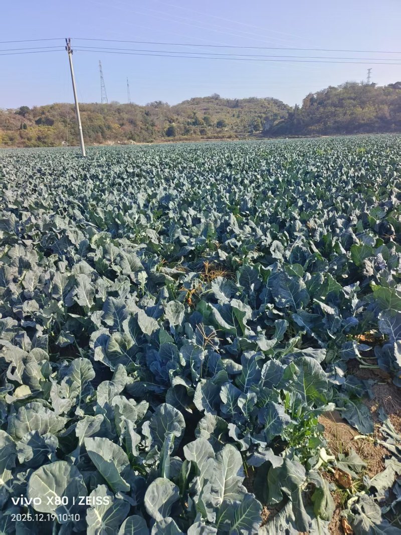 《诚信代办》浙江西兰花产地直发保质保量售后无忧一条龙服