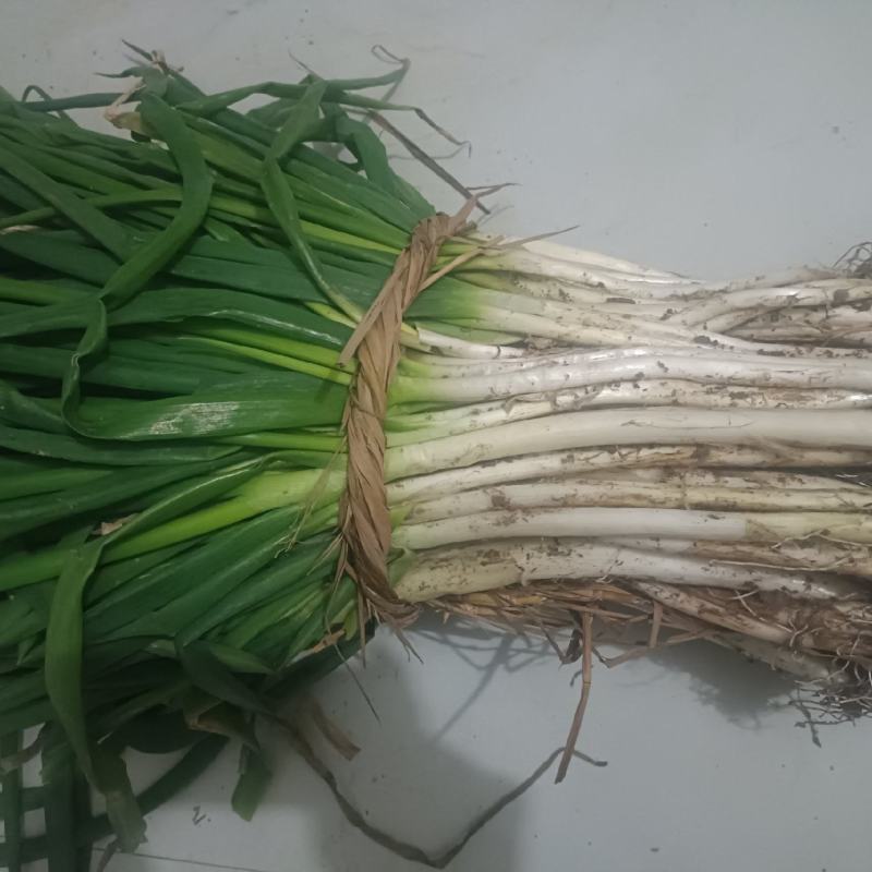 大葱长白大葱