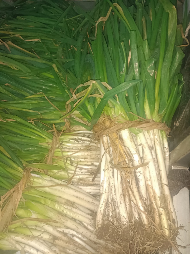 大葱长白大葱