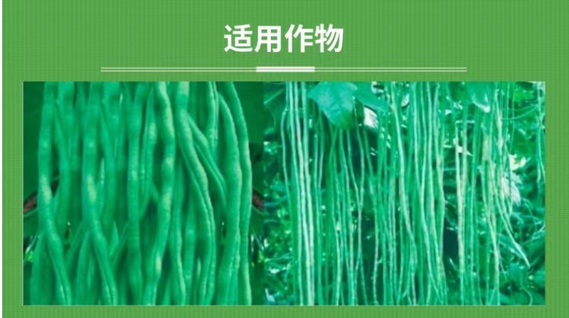 豆乐收豆类拉长嫩直花荚饱豆角芸豆菜豆叶面肥膨大拉长