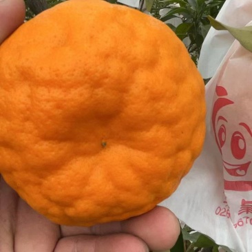 耙耙柑，产地直发，量大价优，保质保量，欢迎咨询