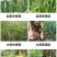 绿叶增产干尖灵大蒜韭菜大葱大姜专用叶面肥预防黄叶一喷绿