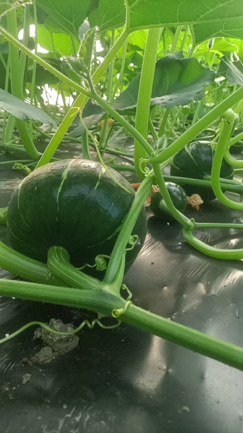 嘉兴精品南瓜大量上市，个型非常好看扁圆型，光泽亮度十足