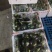 嘉兴精品南瓜大量上市，个型非常好看扁圆型，光泽亮度十足
