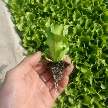 意大利生菜现货。