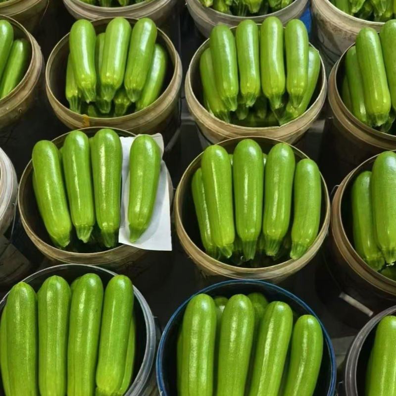 山东精品西葫芦