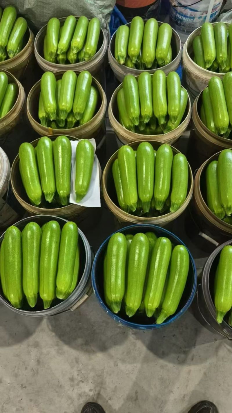 山东精品西葫芦