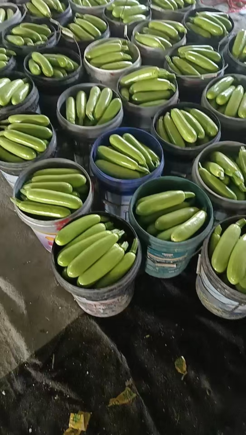 山东精品西葫芦