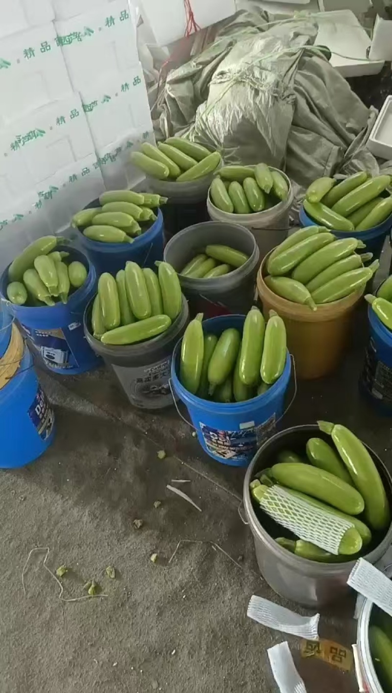 山东精品西葫芦