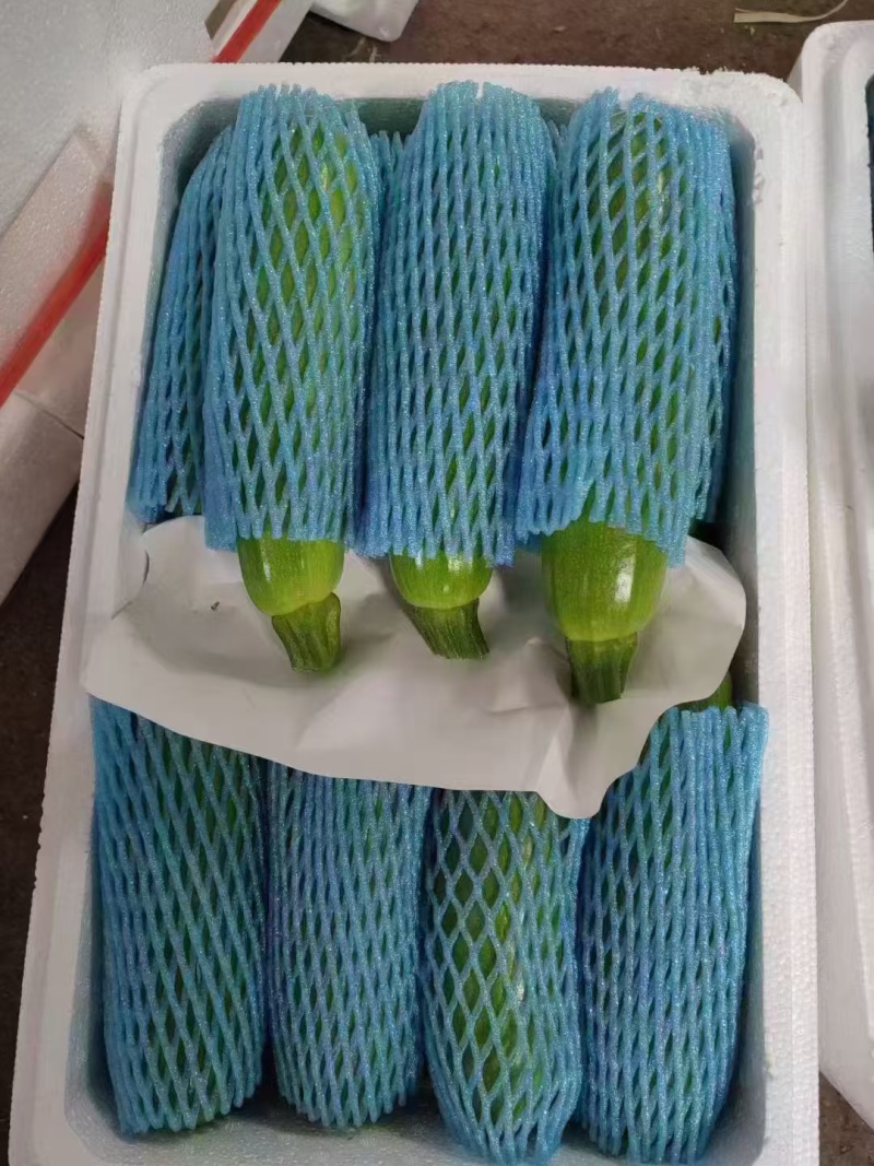 山东精品西葫芦