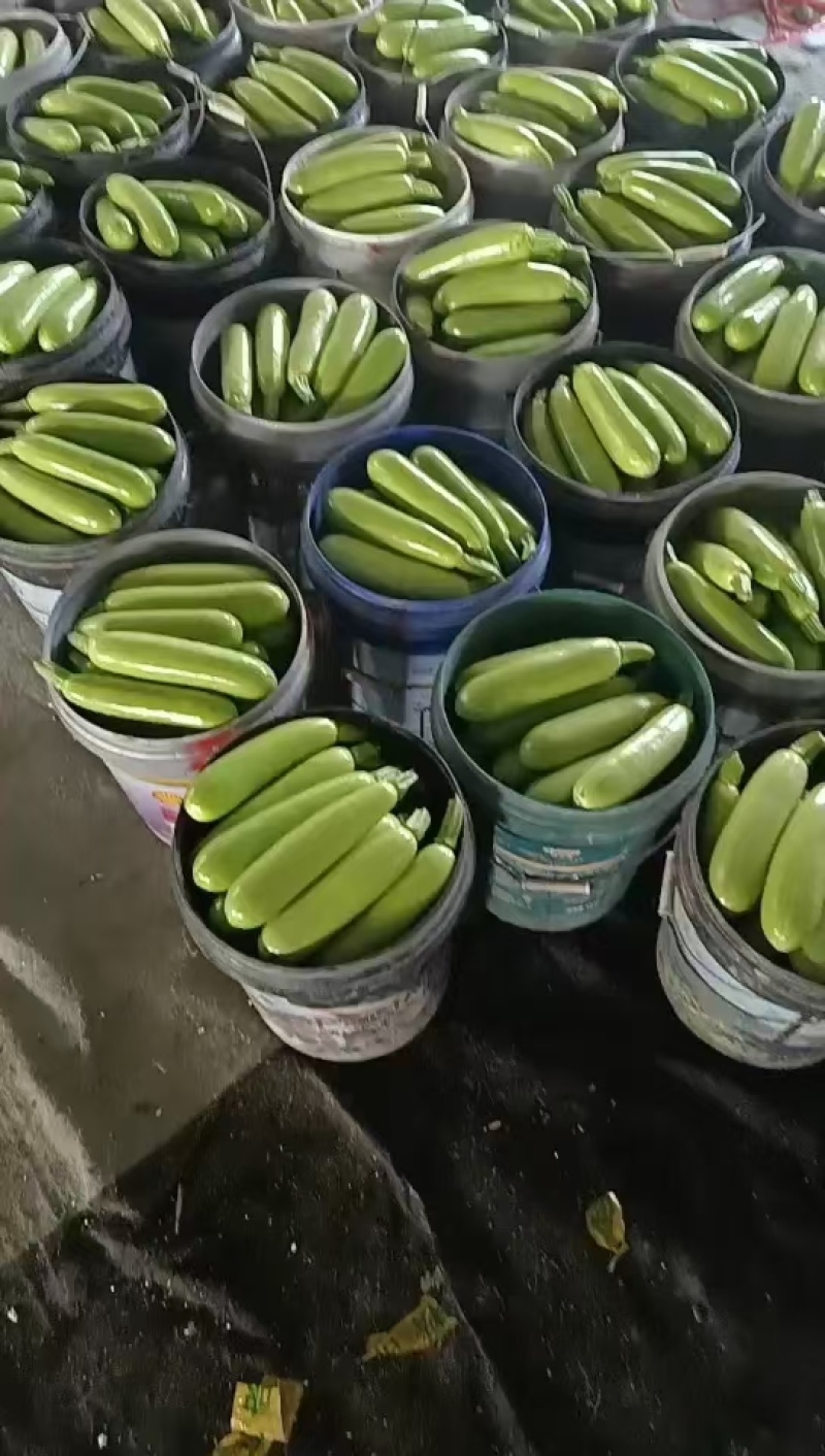 山东精品西葫芦