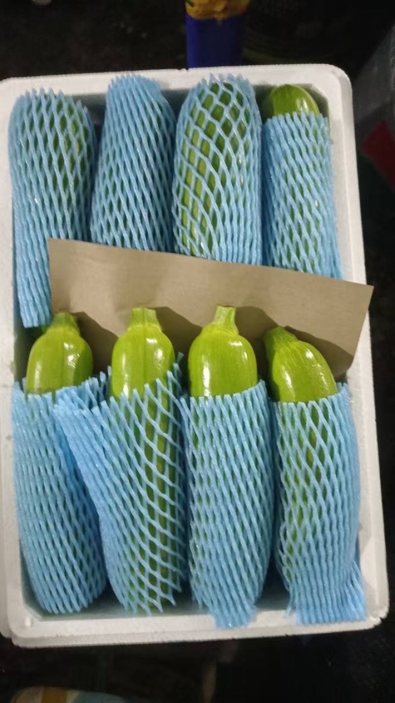 山东精品西葫芦